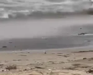 Hai anh chị phang phập nhau giữa biển Sầm Sơn kìa