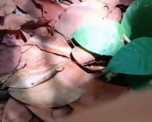 Hòa mình vào thiên nhiênn